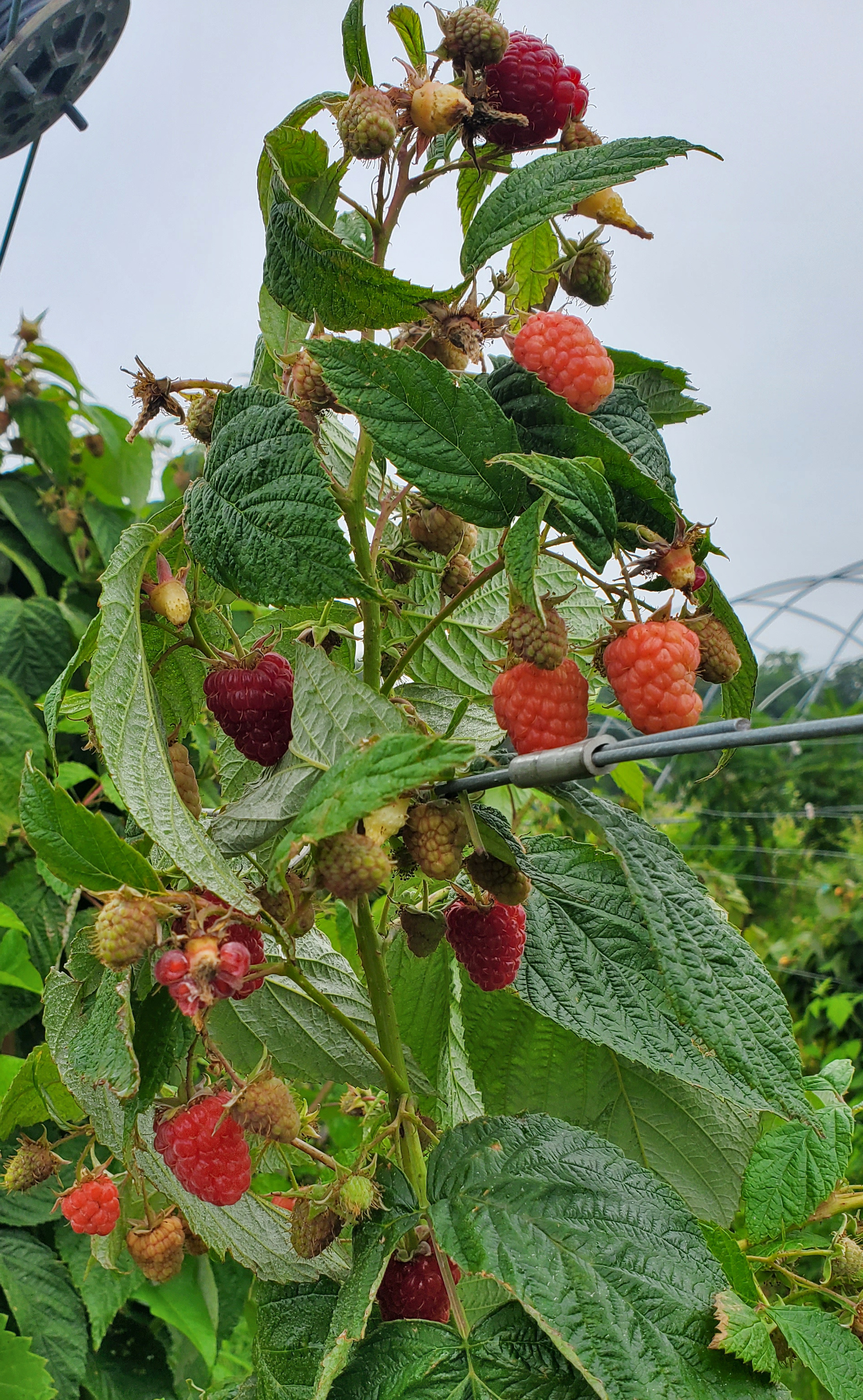 A fall raspberry bush.